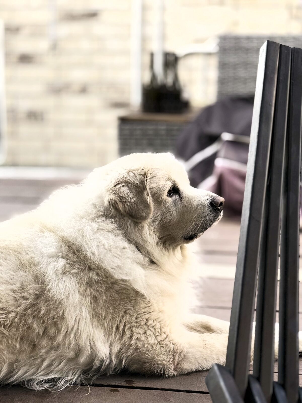 Great Pyrenees puppy at home