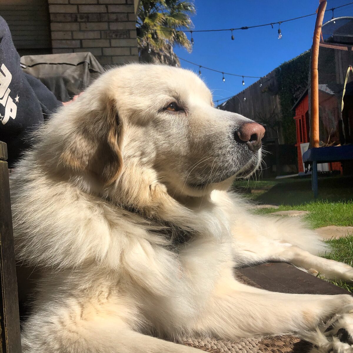 Great Pyrenees enjoying the outdoors