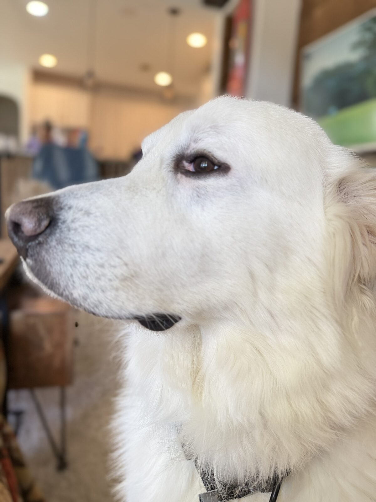 Close-up portrait of Ronnie's Great Pyrenees